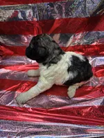 Abigail, a female Poodle - Standard  for sale in Puryear, TN – 4 of 4