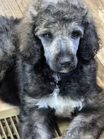 Greyson, a male Poodle - Standard  for sale in Puryear, TN – 2 of 8