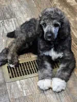 Greyson, a male Poodle - Standard  for sale in Puryear, TN – 5 of 8