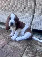 AKC Female Basset Hound, a female Basset Hound for sale in Okeana, OH – 3 of 4