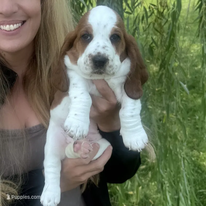 AKC Female Basset Hound – Basset Hound puppy for sale in Okeana, OH