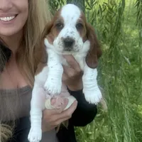AKC Female Basset Hound, a female Basset Hound for sale in Okeana, OH – 1 of 4