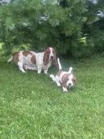 AKC Female Basset Hound, a female Basset Hound for sale in Okeana, OH – 4 of 4