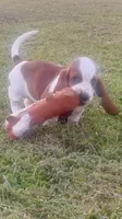 AKC Female Basset Hound, a female Basset Hound for sale in Okeana, OH – 2 of 4