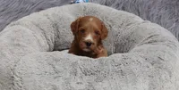 Manny 💙, a male Miniature Goldendoodle for sale in Navarre, OH – 7 of 9