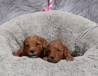 Miley 🌷, a female Miniature Goldendoodle for sale in Navarre, OH – 5 of 5