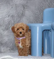 Eva 👨‍👨‍👧‍👦💞🐕, a female Havapoo for sale in Navarre, OH – Photo 7 of 10