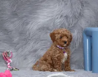 Eva 👨‍👨‍👧‍👦💞🐕, a female Havapoo for sale in Navarre, OH – Photo 8 of 10