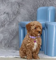 Eva 👨‍👨‍👧‍👦💞🐕, a female Havapoo for sale in Navarre, OH – Photo 5 of 10