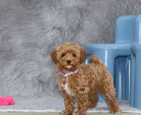 Eva 👨‍👨‍👧‍👦💞🐕, a female Havapoo for sale in Navarre, OH – Photo 6 of 10