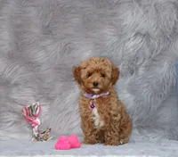 Eva 👨‍👨‍👧‍👦💞🐕, a female Havapoo for sale in Navarre, OH – Photo 2 of 10