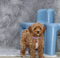 Eva 👨‍👨‍👧‍👦💞🐕, a female Havapoo for sale in Navarre, OH – Photo 10 of 10