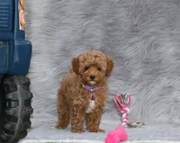 Eva 👨‍👨‍👧‍👦💞🐕, a female Havapoo for sale in Navarre, OH – Photo 4 of 10