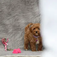 Eva 👨‍👨‍👧‍👦💞🐕, a female Havapoo for sale in Navarre, OH – Photo 9 of 10