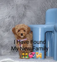 Eva 👨‍👨‍👧‍👦💞🐕, a female Havapoo for sale in Navarre, OH – Photo 1 of 10