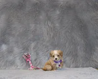 Pixie 🌷 Toy Size, a female Havapoo for sale in Navarre, OH – 2 of 10