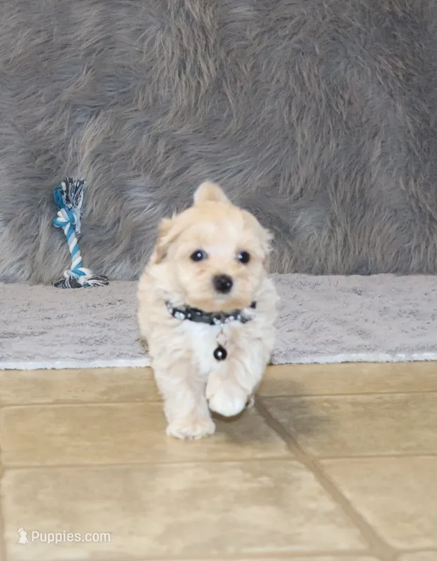 Pinto 💙 Toy/Miniature – Havapoo puppy for sale in Navarre, OH
