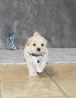 Pinto 💙 Toy/Miniature, a male Havapoo for sale in Navarre, OH – 1 of 10