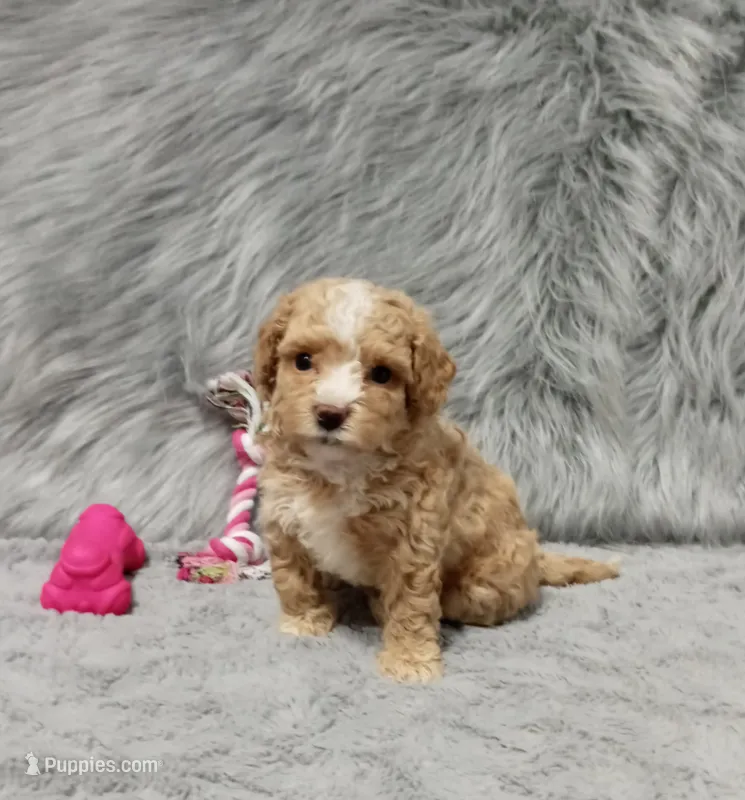 ZOEY 🌷 Toy Minature – Havanese, Poodle - Toy  puppy for sale in Navarre, OH