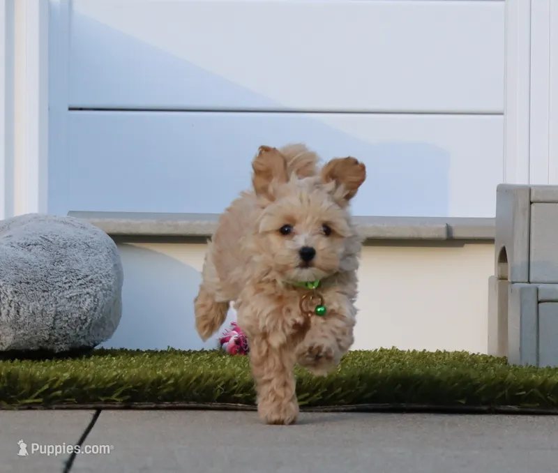 Pearl 🌷 Toy/Miniature – Havapoo puppy for sale in Navarre, OH