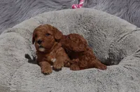 Miley 🌷, a female Miniature Goldendoodle for sale in Navarre, OH – 4 of 5