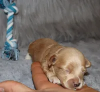 Asher 👨‍👨‍👦‍👦💞🐕Miniature, a male Havapoo for sale in Navarre, OH – Photo 8 of 10