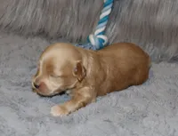 Asher 👨‍👨‍👦‍👦💞🐕Miniature, a male Havapoo for sale in Navarre, OH – Photo 9 of 10