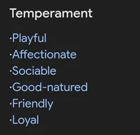 Asher 👨‍👨‍👦‍👦💞🐕Miniature, a male Havapoo for sale in Navarre, OH – Photo 10 of 10