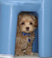 Asher 👨‍👨‍👦‍👦💞🐕Miniature, a male Havapoo for sale in Navarre, OH – Photo 1 of 10