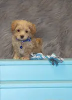 Asher 👨‍👨‍👦‍👦💞🐕Miniature, a male Havapoo for sale in Navarre, OH – Photo 2 of 10