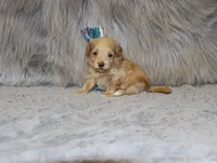 Asher 👨‍👨‍👦‍👦💞🐕Miniature, a male Havapoo for sale in Navarre, OH – Photo 4 of 10