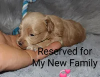 Asher 👨‍👨‍👦‍👦💞🐕Miniature, a male Havapoo for sale in Navarre, OH – Photo 6 of 10