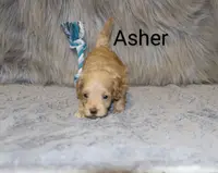 Asher 👨‍👨‍👦‍👦💞🐕Miniature, a male Havapoo for sale in Navarre, OH – Photo 3 of 10