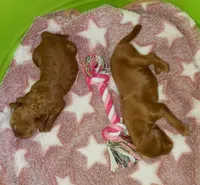 It's A Girl 🌷💞, a female Miniature Goldendoodle for sale in Navarre, OH – 1 of 2
