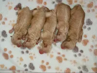 New Borns 🌷🐾💞👨‍👩‍👧‍👦, a female Havapoo for sale in Navarre, OH – 8 of 10