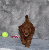 Cinnamon🌷 Micro Miniature, a female Miniature Goldendoodle for sale in Navarre, OH – Photo 2 of 7