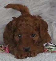 Cinnamon🌷 Micro Miniature, a female Miniature Goldendoodle for sale in Navarre, OH – Photo 5 of 7