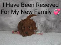 Cinnamon🌷 Micro Miniature, a female Miniature Goldendoodle for sale in Navarre, OH – Photo 4 of 7