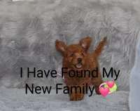 Cinnamon🌷 Micro Miniature, a female Miniature Goldendoodle for sale in Navarre, OH – Photo 1 of 7