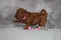 Cinnamon🌷 Micro Miniature, a female Miniature Goldendoodle for sale in Navarre, OH – Photo 6 of 7