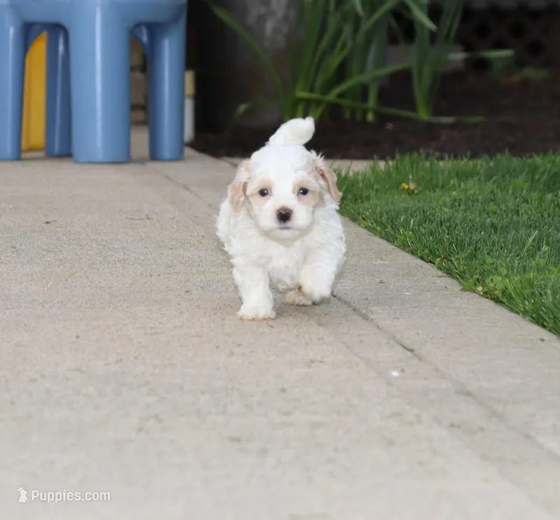 Smokie 💙 – Havapoo puppy for sale in Navarre, OH