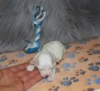 SnowBall💙, a male Havapoo for sale in Navarre, OH – Photo 4 of 8