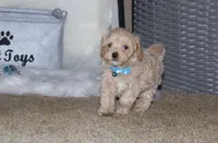 SnowBall💙, a male Havapoo for sale in Navarre, OH – Photo 8 of 8