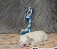 SnowBall💙, a male Havapoo for sale in Navarre, OH – Photo 5 of 8