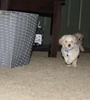 SnowBall💙, a male Havapoo for sale in Navarre, OH – Photo 7 of 8