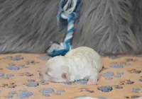 SnowBall💙, a male Havapoo for sale in Navarre, OH – Photo 6 of 8