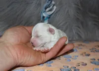 SnowBall💙, a male Havapoo for sale in Navarre, OH – Photo 3 of 8