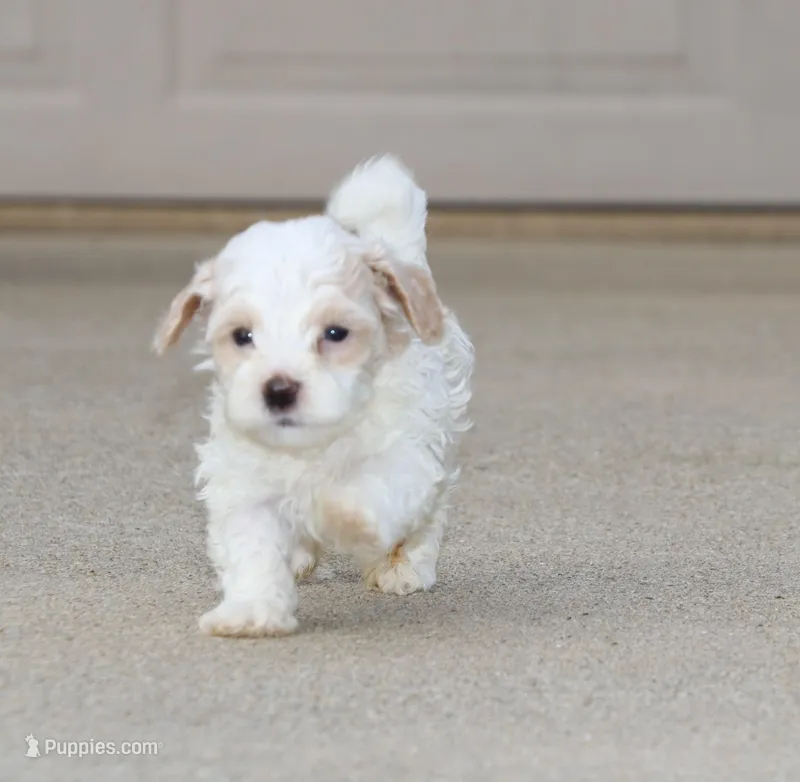 Smokie 💙 – Havapoo puppy for sale in Navarre, OH