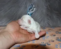 SnowBall💙, a male Havapoo for sale in Navarre, OH – Photo 2 of 8