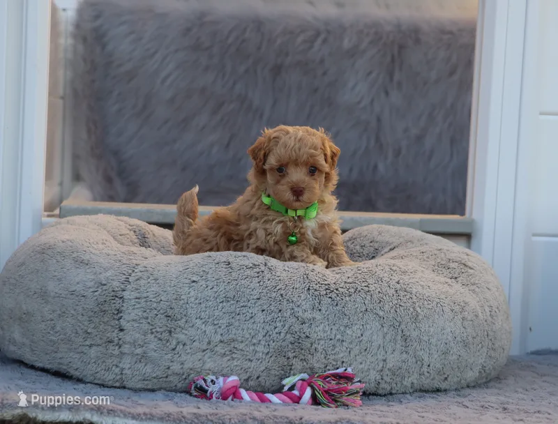 Zandra 🌷 – Havapoo puppy on hold in Navarre, OH